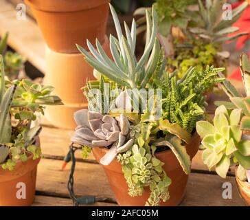 Le piante succulente in rosso pentola di creta, sul tavolo di legno al green house. Foto Stock