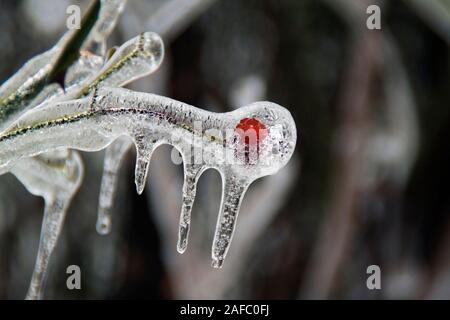 Piccolo fiore di rosa congelato in ghiaccio profondo, primo piano. Foto Stock