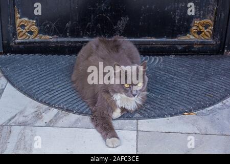 Uno dei tanti gatti di strada in Cihangir quartiere di Beyoglu, Istanbul, Turchia Foto Stock