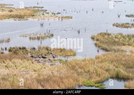 Allevamento di ippopotami in Okavango Delta (Botswana) vista aerea riprese da un elicottero Foto Stock