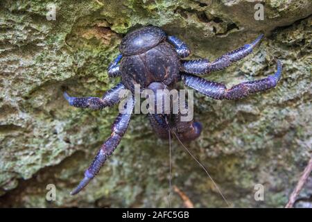 Il granchio del cocco (Birgus latro), il Sud Pacifico, Niue Foto Stock