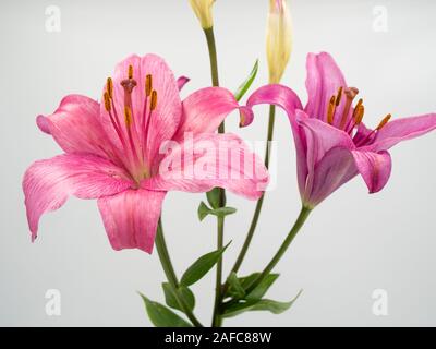 Di un bel colore rosa fiore lilium su sfondo bianco Foto Stock