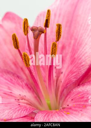 Di un bel colore rosa fiore lilium close up su sfondo bianco Foto Stock