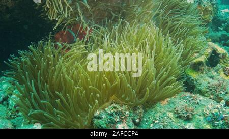 Maroon clownfish nel suo host anemone vicino al relitto liberty in tulamben, Bali Foto Stock