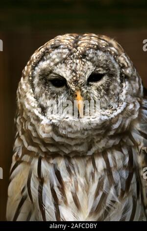 Un Northern sbarrate Owl, Strix varia in verticale. Il Popcorn Park Zoo, fiume a forcella, New Jersey, STATI UNITI D'AMERICA Foto Stock