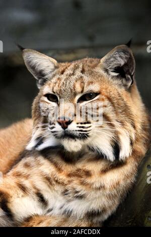 Un Bobcat, Lynx rufus, in verticale. popcorn Park Zoo, fiume a forcella, New Jersey, STATI UNITI D'AMERICA Foto Stock