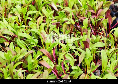 Primo piano della coloratissima bietole microgreens germogliatura Foto Stock