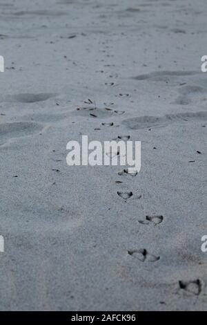 Seagull piedi stampe Foto Stock