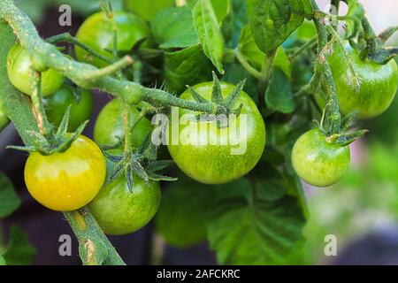 I giovani non maturate i pomodori che crescono su un vitigno Foto Stock