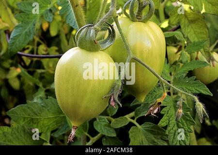 Vista ingrandita di due pomodori verdi che crescono su un vitigno Foto Stock