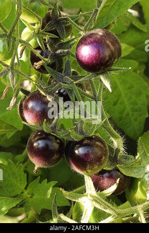 Piccolo giro viola i pomodori che crescono in giardino Foto Stock