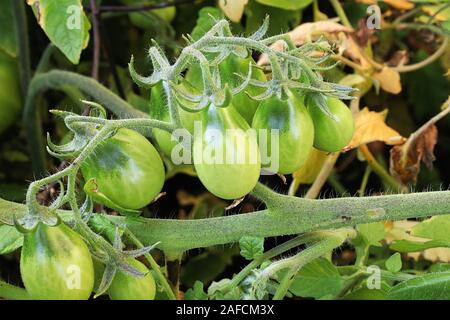 Non maturate a pera i pomodori che crescono su un vitigno Foto Stock