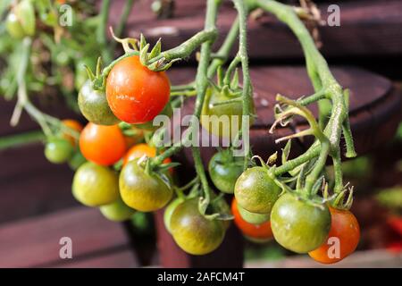 Piccoli pomodori ciliegia in vari stadi di maturazione Foto Stock