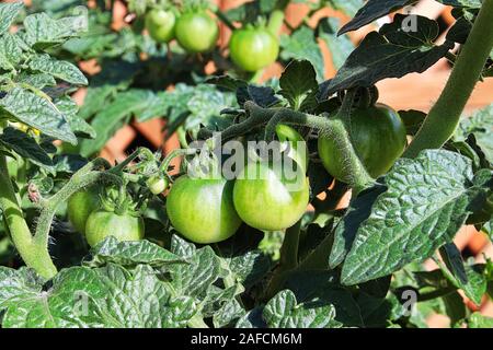 Un grappolo di pomodori verdi che cresce su una pianta Foto Stock