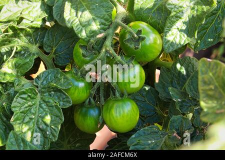 Vista ingrandita di pomodori verdi affastellati su una boccola di pomodoro Foto Stock