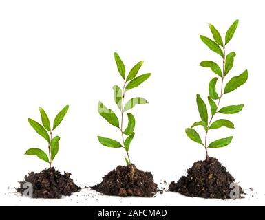 Tre alberelli su sfondo bianco Foto Stock