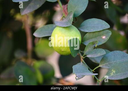 Agrumi (arancio, limone, pompelmo, mandarino, calce).I grappoli di freschi maturi giallo dei limoni limone sui rami di alberi in giardino indiano Foto Stock