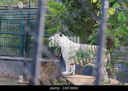 Una tigre è scalare la recinzione per vedere i visitatori all'interno dello zoo.la tigre bianca in piedi in erba guardando all'esterno,l'india(Royal tigre del Bengala) Foto Stock