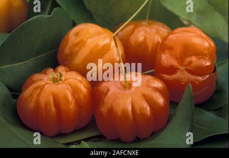 Maturo frutta tropicale del brasiliano o SURINAM CHERRY, EUGENIA UNIFLORA SYN E. MICHELII. Noto anche come MONKI MONKI O PITANGA Foto Stock