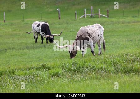 Due Texas Longhorn mucche al pascolo in un campo di verde erba di primavera su un ranch con un recinto in distanza. Foto Stock