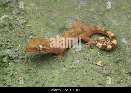A breve palmed piegato-toed gecko, Foto Stock