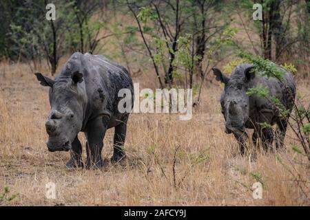 Zimbabwe. Una famiglia di rinoceronti neri al parco nazionale di Matobo Hills. I loro corni furono rimossi per impedire loro di diventare un bersaglio per i bracconieri. Foto Stock