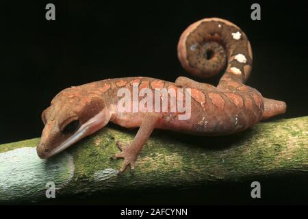 Cat Gecko Cat Eyed Gecko Cat Gecko di coda Foto Stock