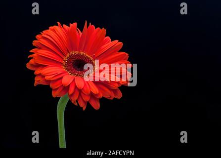 Gerbera a stelo singolo arancione, genere jamesonii, gambo verde, fiore singolo Foto Stock