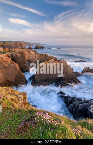 Le scogliere di Hartland, North Devon, Area di straordinaria bellezza, sono di colore rosa Foto Stock