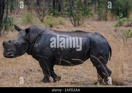 Zimbabwe. Una famiglia di rinoceronti neri al parco nazionale di Matobo Hills. I loro corni furono rimossi per impedire loro di diventare un bersaglio per i bracconieri. Foto Stock