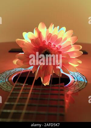 Crisantemo sulla chitarra con illuminazione dello sfondo Foto Stock