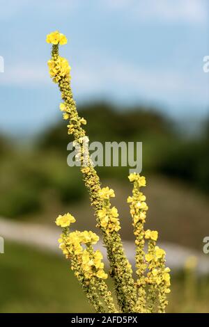 Molène in fiore con fiori gialli. Noto anche come Mullein o impianto di velluto. Alpi italiane, Europa Foto Stock