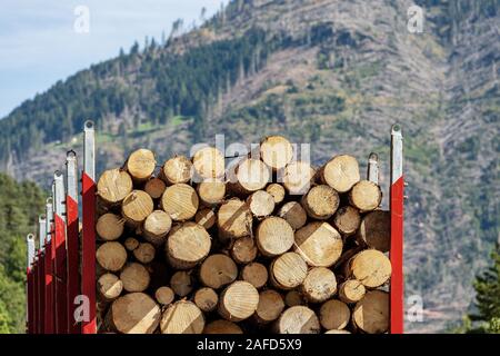 Close-up di un camion che trasportano tronchi di legno di alberi di pino in montagna, Alpi italiane, Trentino Alto Adige, Italia Europa Foto Stock