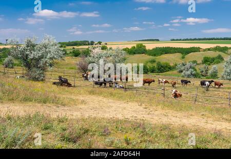 Paesaggio estivo con stallo aperta per il bestiame in ucraino area rurale Foto Stock
