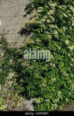 Hydrangea anomala subsp petiolaris,climbing hydrangea,ortensie,Casa,wall,pareti,salita,scalatore, scalata, coprire,coperto,fiore,fioritura,RM Floral Foto Stock