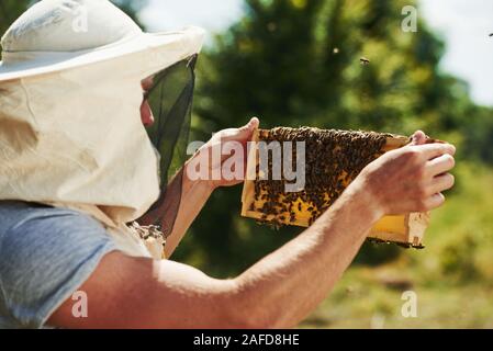 Guarda il miele. Apicoltore lavora con il nido d'ape pieno di api in esterni al giorno di sole Foto Stock