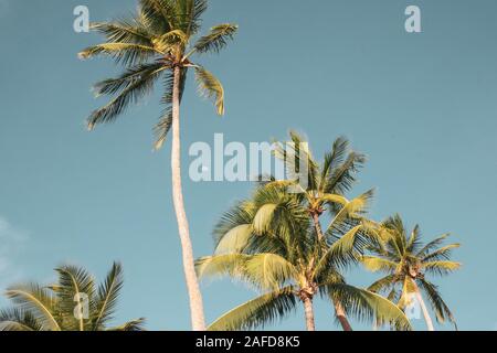 Palme a la Shangri in Fiji Foto Stock
