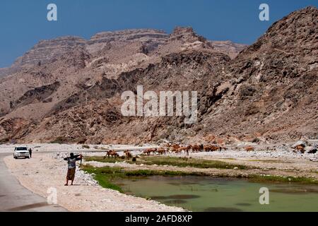 Intestazione del cammello in Salalah, southern Oman Foto Stock