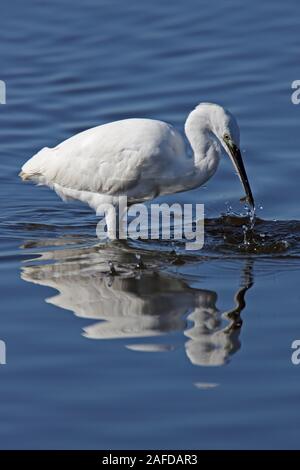 Garzetta (Egretta garzetta) pesca, UK. Foto Stock