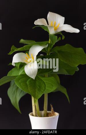 Trillium ovatum Foto Stock