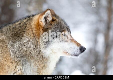 Close-up di concentrato maschio alfa lupo nella neve nella splendida foresta di inverno Foto Stock