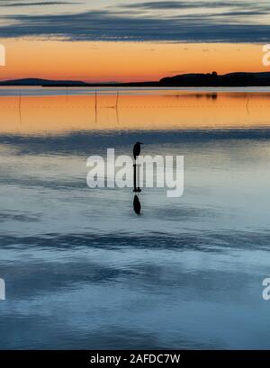 Bird su un laghetto al tramonto Foto Stock