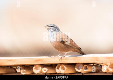 Close up di un adulto House Bunting (Emberiza sahari) arroccato su un sottile listello in legno nel sole caldo di Marrakesh, Marocco. Foto Stock