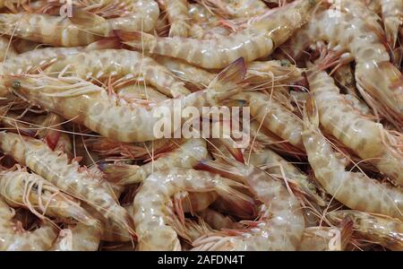 Gamberetti in un mercato mediterraneo Foto Stock