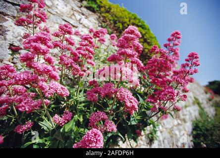 Isole del Canale. Guernsey. Herm. Close up di rosso fiori di valeriana crescente sul lato della parete di granito. Foto Stock