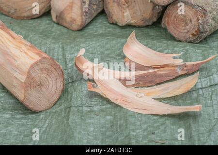 Fatwood stick & tinder da un pino Monteray / Pinus radiata. Fatwood è infiammabile legno resinoso materiale dalla caduta di alberi di pino. Capacità di sopravvivenza. Foto Stock