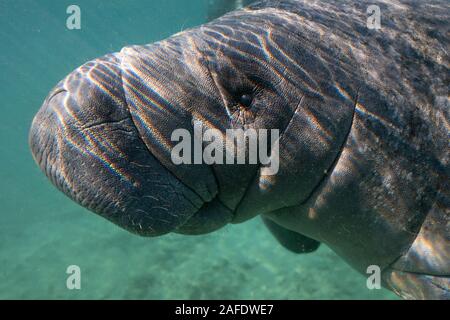 Un ampio e cordiale, giocoso West Indian lamantino (Trichechus manatus) si avvicina alla telecamera per il suo vicino. Foto Stock