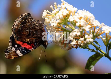 Red Admiral butterfly nectaring su Buddleia Foto Stock