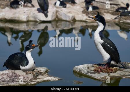 Il marangone dal ciuffo imperiale (Phalacrocorax atriceps albiventer) nesting on Sea Lion Island nelle isole Falkland Foto Stock