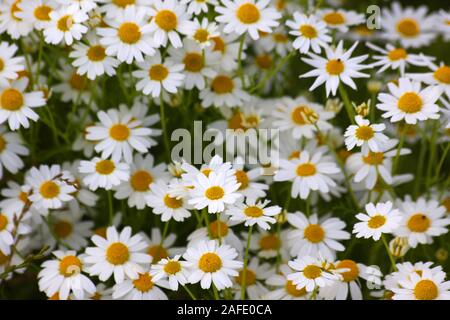 Echte Kamille, Kamillenwiese, Kräuter, Kamillenblüten, Blüten, Foto Stock